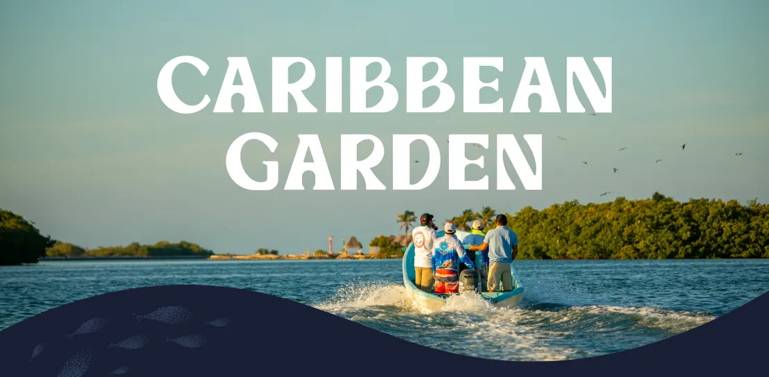 CARIBBEANMesa de trabajo 1